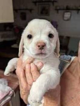 Charlie Bucket -  Chihuahua and Terrier Dog Available for Adoption in Mesa, Arizona - Charlie Bucket | PetCurious