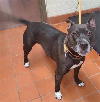 Pit Bull Terrier and Mixed Breed Dogs Available for Adoption in Camarillo, California - CHERRY | PetCurious