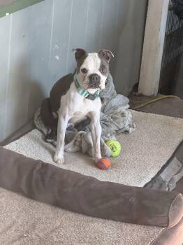 Boston Terrier Dogs Available for Adoption - Otis | PetCurious