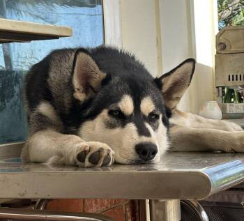Mary Jane -  Siberian Husky Dog for Adoption in Menifee, California - Mary Jane | PetCurious