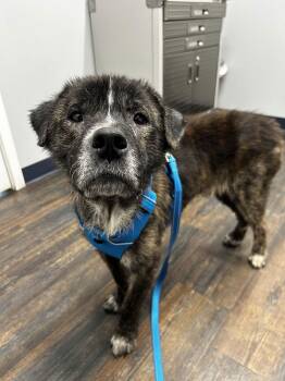 Terrier Dogs Available for Adoption - Dutton | PetCurious