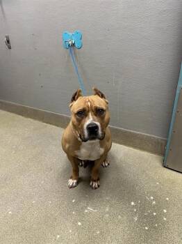 American Bulldog Dogs Available for Adoption in Las Vegas, Nevada - SPIKE | PetCurious