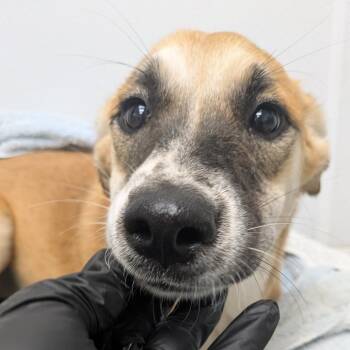 Eos -  Shepherd Dog for Adoption in Abilene, Texas - Eos | PetCurious