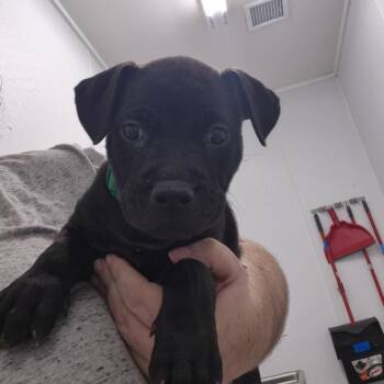 Jet -  Labrador Retriever Dog for Adoption in Kingman, Kansas - Jet | PetCurious