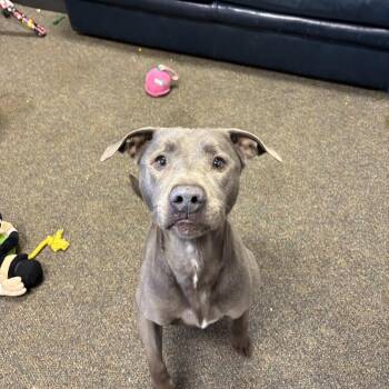 Pit Bull Terrier Dogs Available for Adoption - Maui | PetCurious