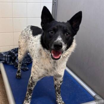 Australian Cattle Dog Blue Heeler and Mixed Breed Dogs Available for Adoption - THEODORE | PetCurious