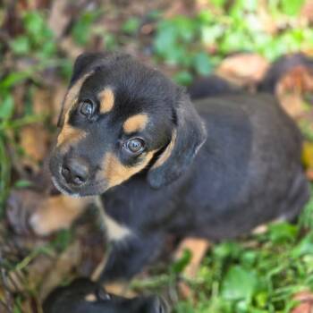 Pinto Bean -  Mixed Breed Dog for Adoption in Fredericksburg, Virginia - Pinto Bean | PetCurious