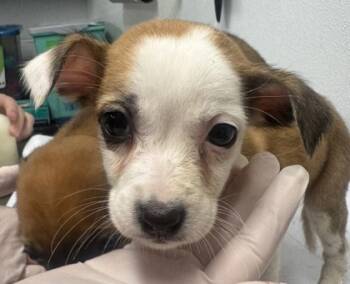 Rescue Mixed Breed Dogs for Adoption in West Chester, Pennsylvania - Sara | PetCurious