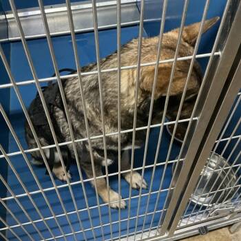 German Shepherd Dog and Mixed Breed Dogs Available for Adoption in Saint Joseph, Missouri - Oso | PetCurious