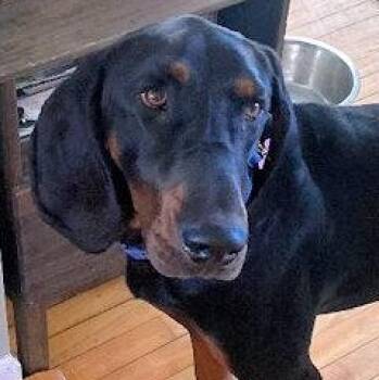 Black And Tan Coonhound Dogs Available for Adoption - Dobro (MA) | PetCurious