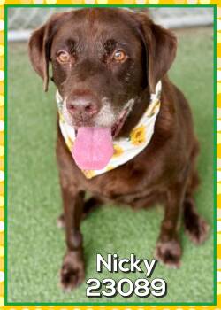 NICKY (also see PHILLY) -  Chocolate Labrador Retriever Dog for Adoption in Marietta, Georgia - NICKY (also See PHILLY) | PetCurious