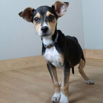 Rescue Beagle and Cattle Dog Dogs for Adoption in Minnetonka, Minnesota - Ham D67095 | PetCurious