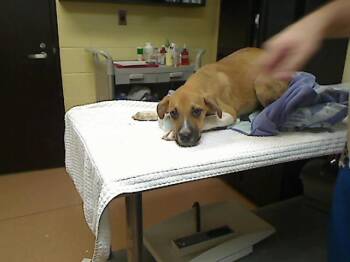 ALLISON -  Boxer and Pit Bull Terrier Dog for Adoption in Cookeville, Tennessee - ALLISON | PetCurious
