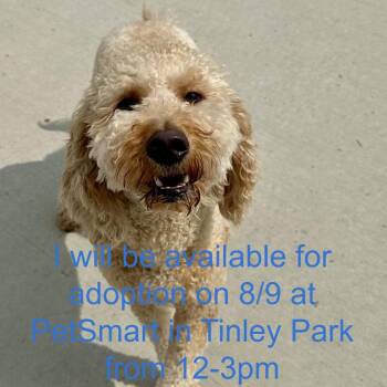 Honey -  Poodle and Mixed Breed Dog for Adoption in Matteson, Illinois - Honey | PetCurious
