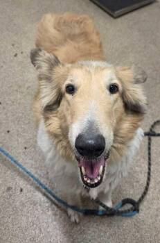 Yankee -  Rough Collie Dog for Adoption in Fruit Heights, Utah - Yankee | PetCurious