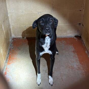 Rescue Terrier Dogs for Adoption in Douglas, Arizona - (CCSO) Blue | PetCurious