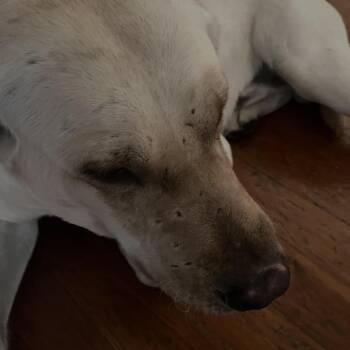 Yellow Labrador Retriever Dogs Available for Adoption - Smokey Topaz | PetCurious