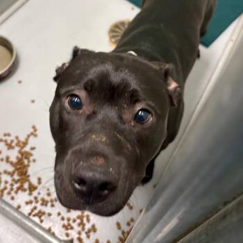 Spike -  Mixed Breed Dog for Adoption in Dekalb, Illinois - Spike | PetCurious
