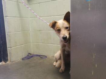 HAMBURGER HELPER -  Australian Cattle Dog Blue Heeler Dog for Adoption in Tulsa, Oklahoma - HAMBURGER HELPER | PetCurious