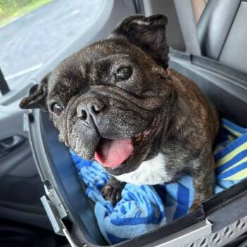 Brimmel -  French Bulldog Dog for Adoption in Columbia, South Carolina - Brimmel | PetCurious