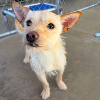 FOXY -  Terrier Dog for Adoption in Joshua Tree, California - FOXY | PetCurious
