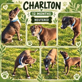 Charlton -  Boxer and Labrador Retriever Dog for Adoption in Jackson, Tennessee - Charlton | PetCurious
