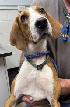 Mixed Breed Dogs Available for Adoption - Randy | PetCurious