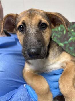 Rescue Shepherd and Mixed Breed Dogs for Adoption in San Antonio, Texas - Mac Truck | PetCurious