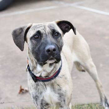 Pit Bull Terrier and Boxer Dogs Available for Adoption in Conroe, Texas - Tucker II | PetCurious