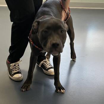 New Jersey -  Pit Bull Terrier Dog for Adoption in Greensboro, North Carolina - New Jersey | PetCurious