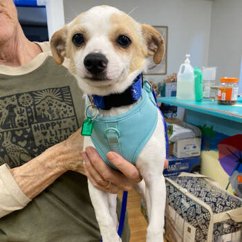 Rescue Chihuahua Dogs for Adoption in Grand Junction, Colorado - Kricket | PetCurious