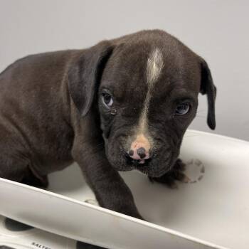 Mixed Breed Dogs Available for Adoption in Chattanooga, Tennessee - Engelbert Humperdinck | PetCurious