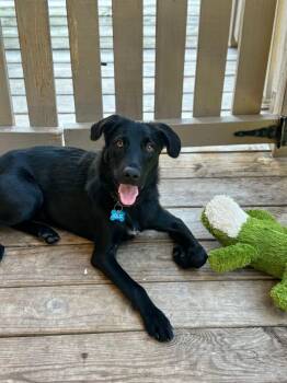 Rescue Black Labrador Retriever Dogs for Adoption - Izabella | PetCurious