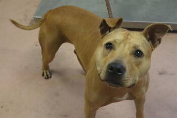 EMBER -  Mixed Breed Dog for Adoption in Columbia, South Carolina - EMBER | PetCurious