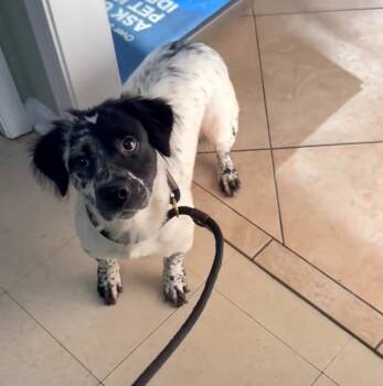 Rescue Australian Shepherd and Mixed Breed Dogs for Adoption in Orlando, Florida - Myra | PetCurious