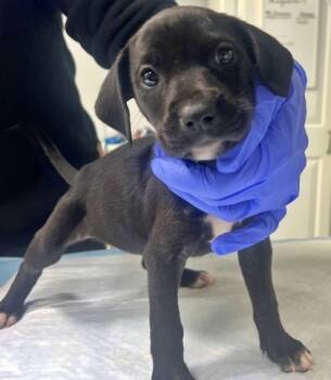 Rescue Beagle and Mixed Breed Dogs for Adoption in Morton Grove, Illinois - Maks | PetCurious