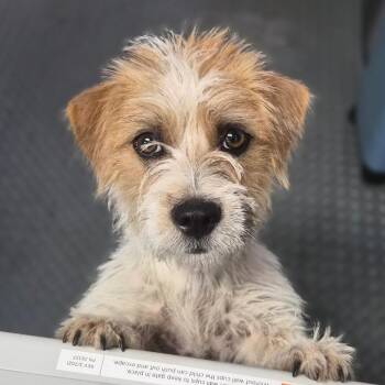 Fox Terrier and Mixed Breed Dogs Available for Adoption in Wahiawa, Hawaii - Mudd | PetCurious