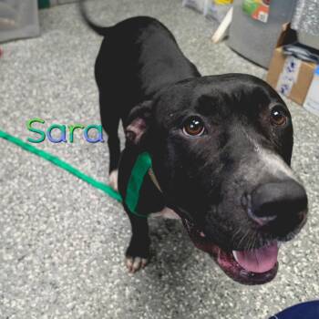 Sara -  Pit Bull Terrier and Mixed Breed Dog for Adoption in Parkersburg, West Virginia - Sara | PetCurious