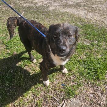 Mixed Breed Dogs Available for Adoption in Loxahatchee Groves, Florida - Dory 8680 | PetCurious