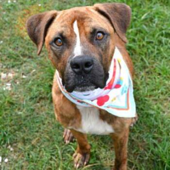 Max --Courtesy Post. Out of town pet. See below for details-- -  Pit Bull Terrier Dog for Adoption in Eagle, Idaho - Max --Courtesy Post. Out Of Town Pet. See Below For Details-- | PetCurious