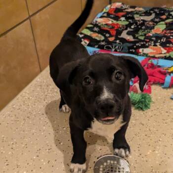 Obi-Wan -  Mixed Breed Dog for Adoption in Fenton, Michigan - Obi-Wan | PetCurious