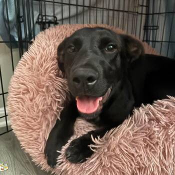 Blackjack -  Black Labrador Retriever Dog for Adoption in Hughesville, Maryland - Blackjack | PetCurious
