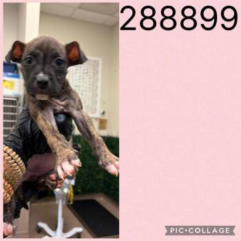 A288899 -  Mixed Breed Dog for Adoption in Macon, Georgia - A288899 | PetCurious