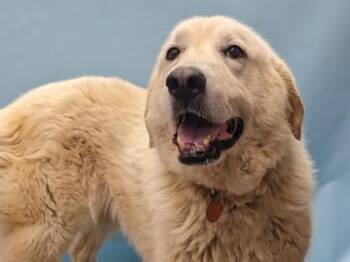 Tilly -  Great Pyrenees and Mixed Breed Dog for Adoption in Minneapolis, Minnesota - Tilly | PetCurious