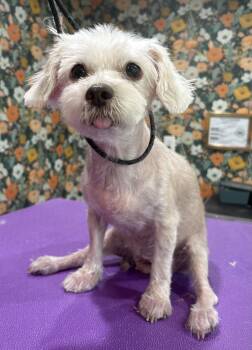 Bootsie -  Maltese Dog for Adoption in Wilmington, Delaware - Bootsie | PetCurious