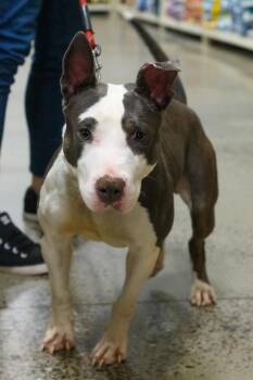 CRYSTAL -  Bull Terrier Dog Available for Adoption in Hamilton Township, New Jersey - CRYSTAL | PetCurious