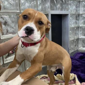 Boyfriend -  Mixed Breed Dog for Adoption in Pittsburgh, Pennsylvania - Boyfriend | PetCurious