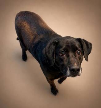 Coco -  Labrador Retriever and Mixed Breed Dog for Adoption in Bowling Green, Kentucky - Coco | PetCurious