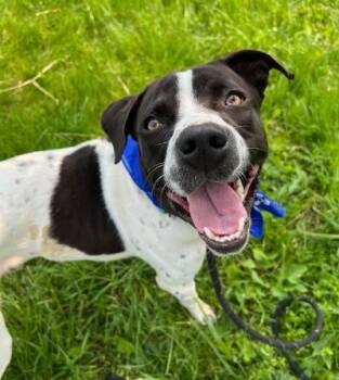 Rescue American Staffordshire Terrier and Hound Dogs for Adoption in Long Beach, New York - Tito | PetCurious