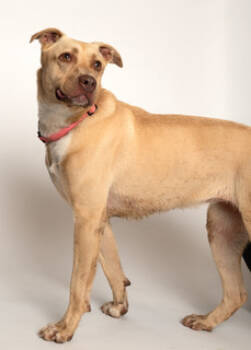 Rescue Labrador Retriever and Mixed Breed Dogs for Adoption in Baraboo, Wisconsin - Nena | PetCurious